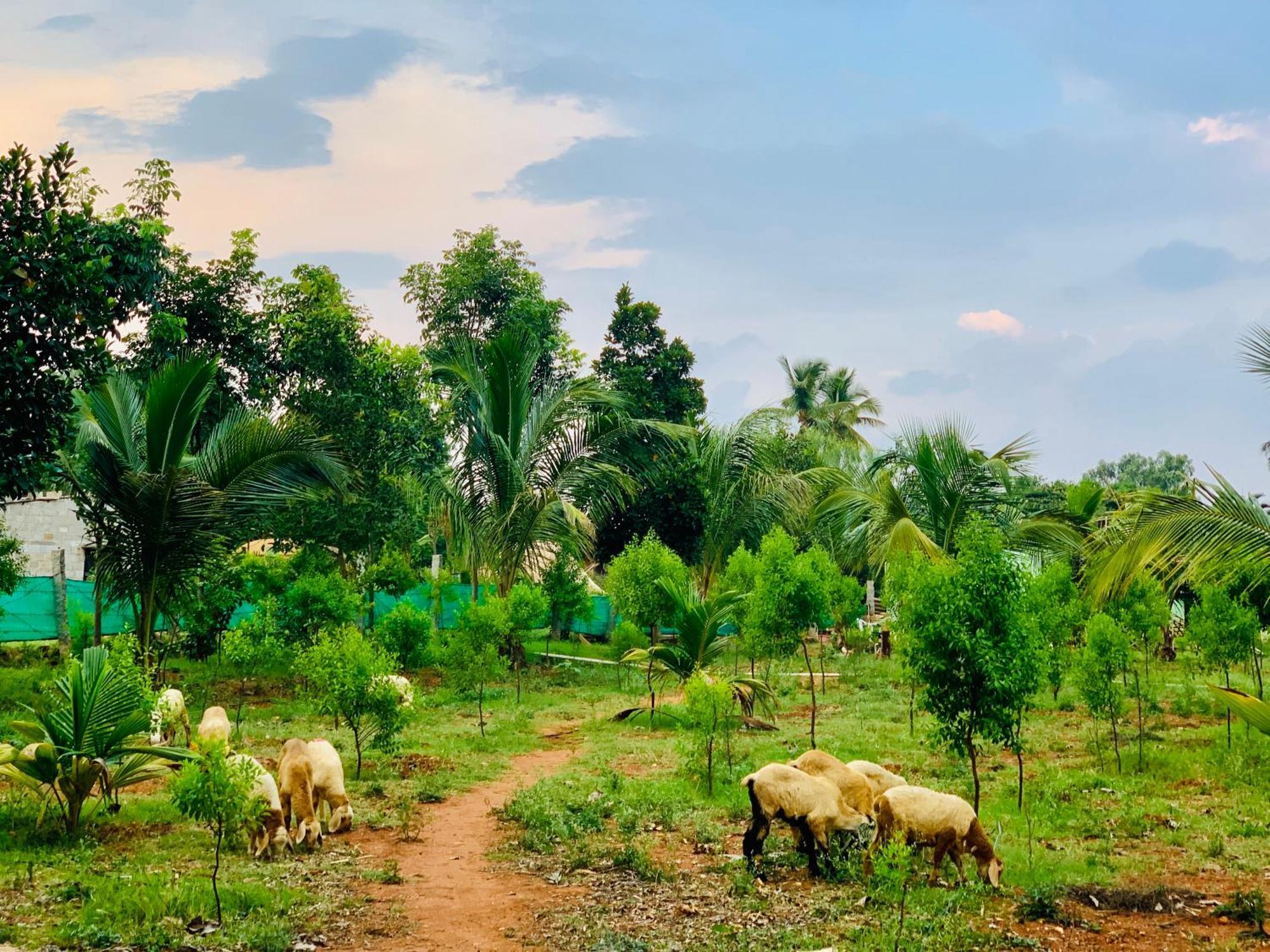 Eco Farm Villa Bangalore Buitenkant foto
